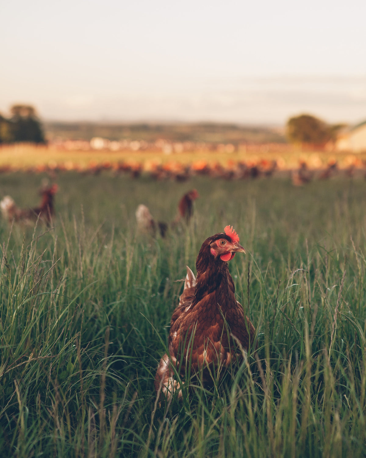 Where to Buy Pasture-Raised Eggs in Fife, Scotland