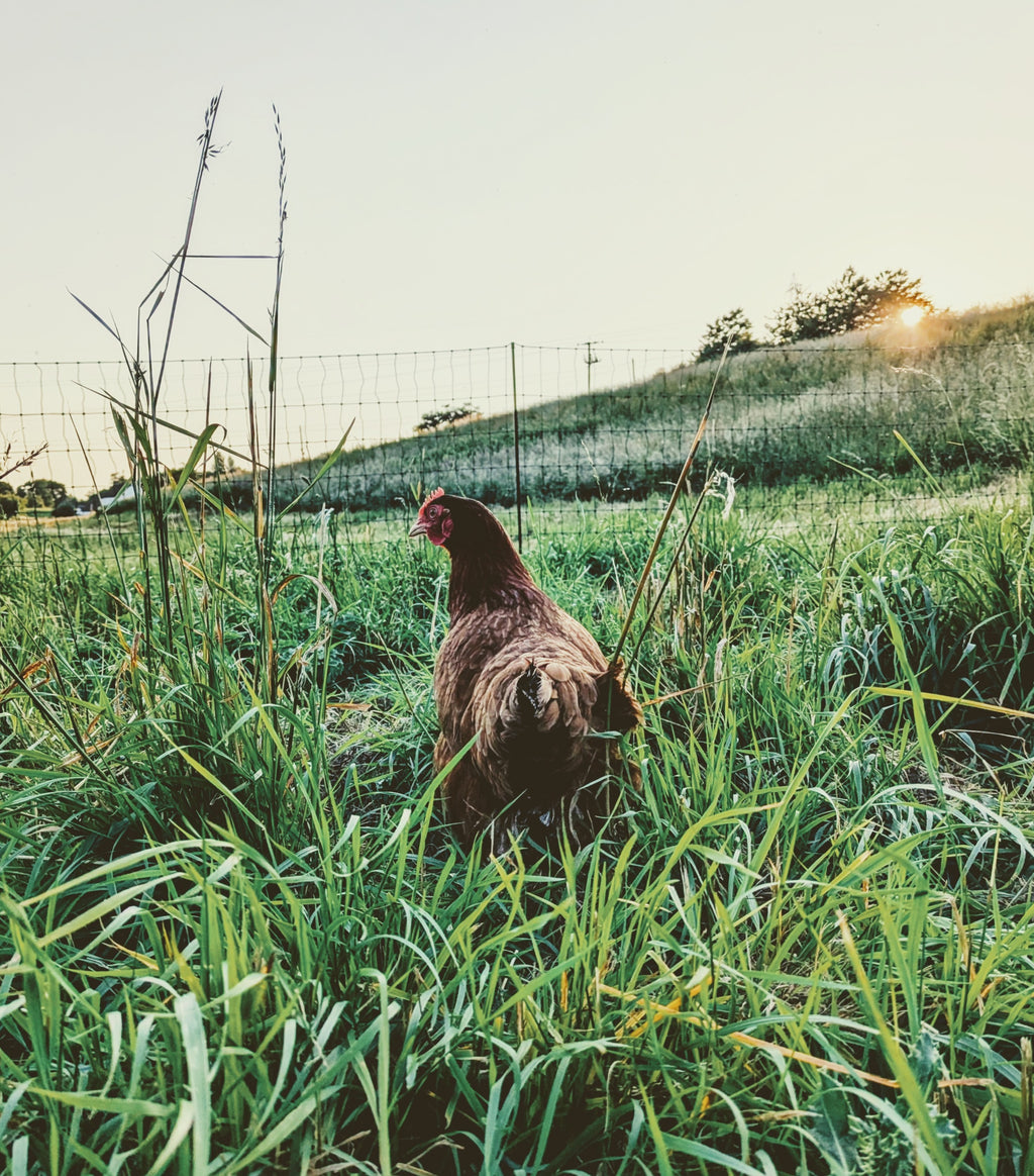 Taylor's Pastures - 100% Pasture Raised - Pullet Eggs