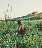 Taylor's Pastures - 100% Pasture Raised - Pullet Eggs