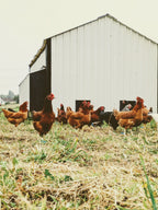 Taylor's Pastures - 100% Pasture Raised - Pullet Eggs