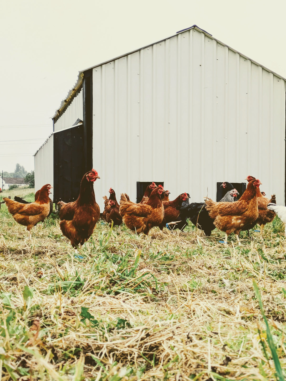 Taylor's Pastures - 100% Pasture Raised - Pullet Eggs
