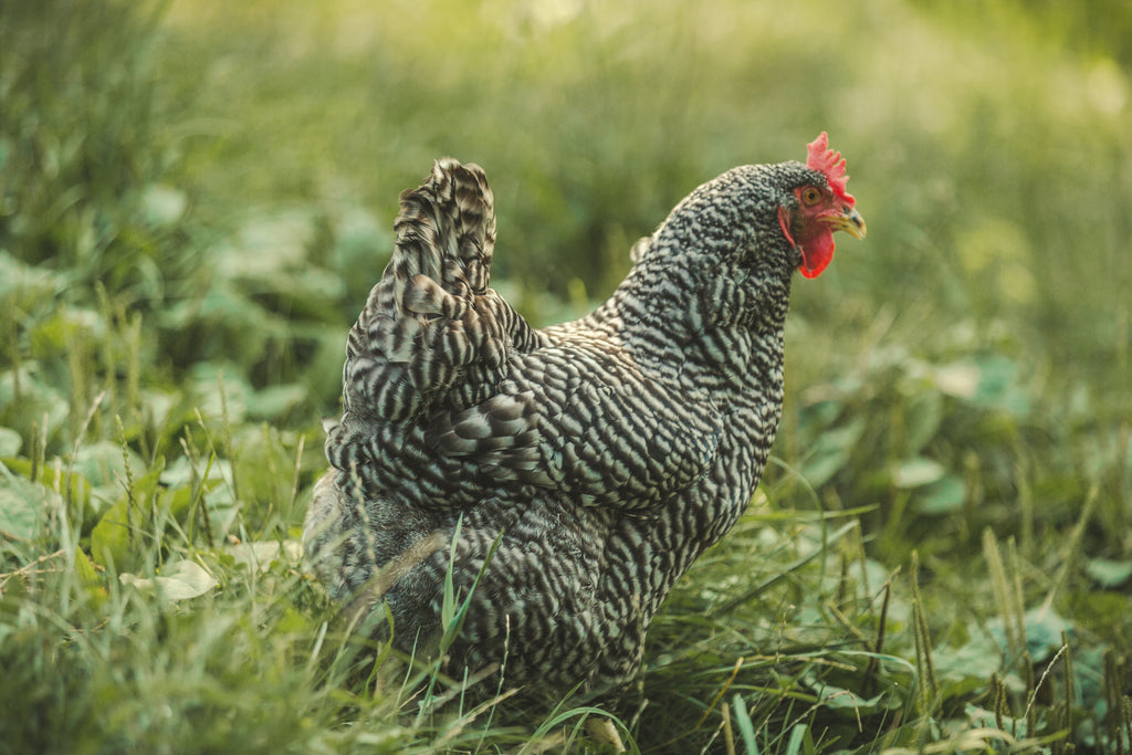 Taylor's Pasture- Pasture-Raised, Farm Fresh Eggs