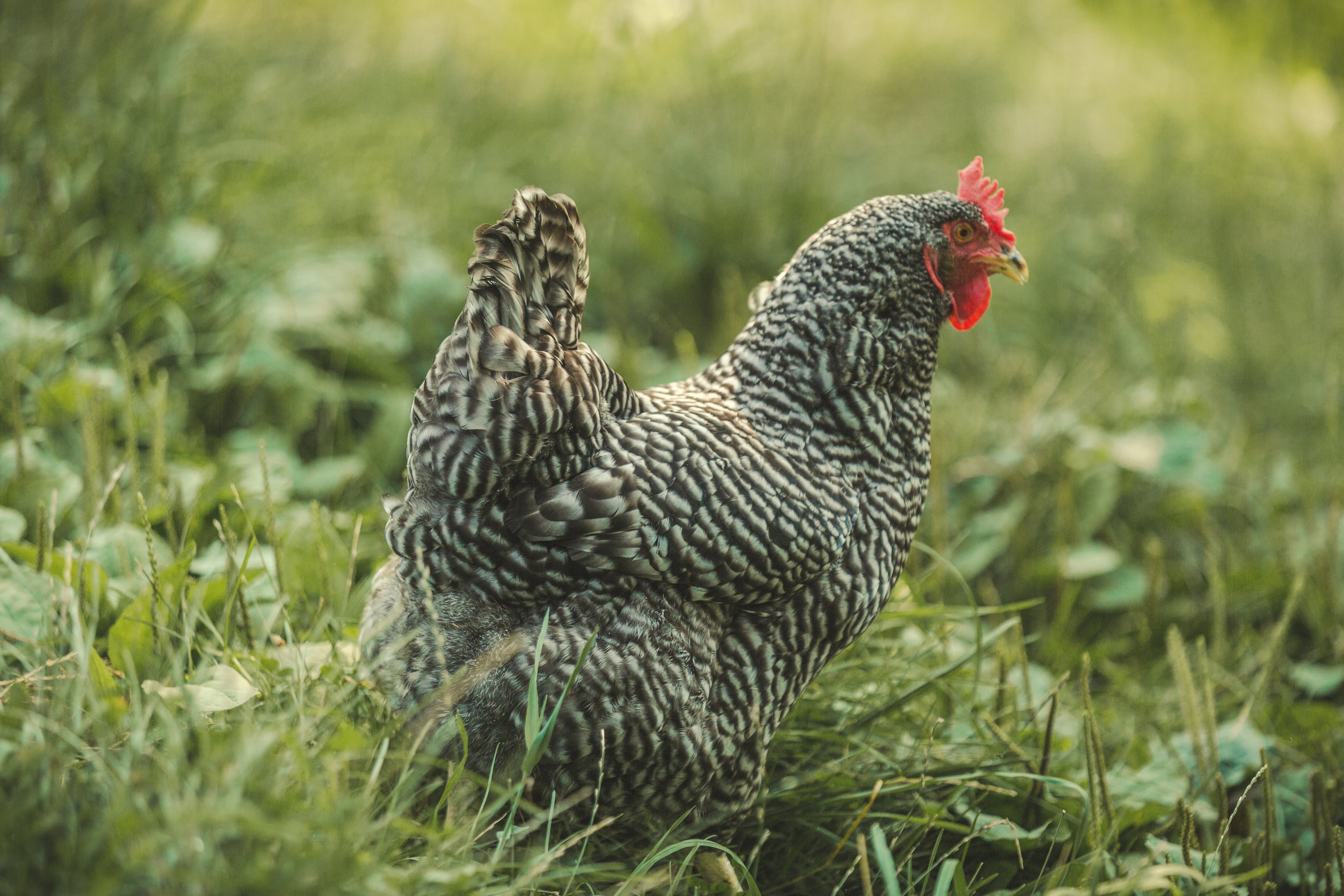 Taylor's Pasture- Pasture-Raised, Farm Fresh Eggs