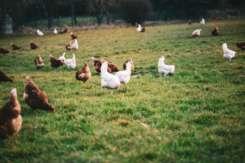 Taylor's Pastures - Pasture-Raised, Farm Fresh Eggs