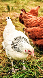 Taylor's Pastures - Pasture-Raised, Farm Fresh Eggs