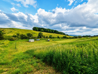 Taylor's Pastures - Pasture-Raised, Farm Fresh Eggs
