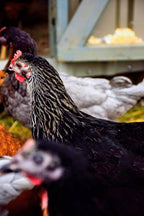 Taylor's Pastures - Pasture-Raised, Farm Fresh Eggs